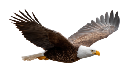 Soaring Majesty: An American Bald Eagle takes flight against a crisp, open sky, showcasing the eagle's magnificent wingspan and focused gaze. This image embodies freedom, strength.