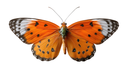Exquisite Monarch Butterfly: An eye-level, close-up captures the intricate beauty of an open-winged butterfly, revealing the detailed patterns and vibrant orange hues.