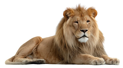 Majestic Lion in Repose: A regal lion, the embodiment of power and grace, rests serenely, its golden mane and intense gaze capturing a moment of calm strength.