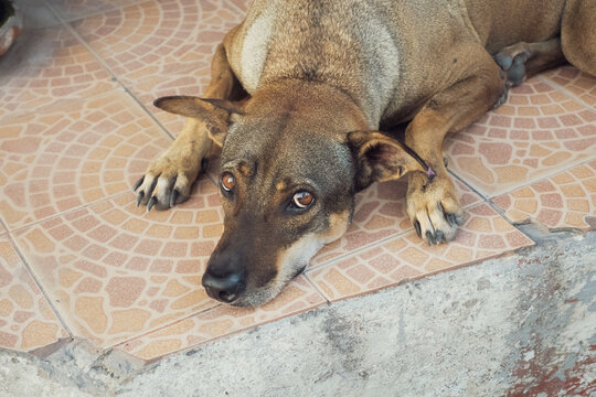 夏の暑さにぐったりするアジアの犬