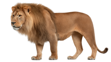 Majestic Lion: Witness the regal stance of a lion, showcasing its impressive mane and powerful physique, embodying the essence of the wild, and its raw power and beauty.
