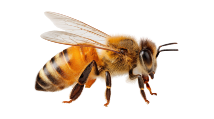 Bee in Flight: A honeybee, showcasing intricate detail in flight. The image captures the essence of this vital pollinator with its translucent wings and fuzzy body.