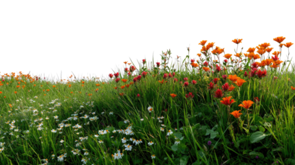 Vibrant Wildflowers in Bloom: A picturesque scene of a wildflower meadow bursts with color, offering a natural and captivating display of nature's beauty. 