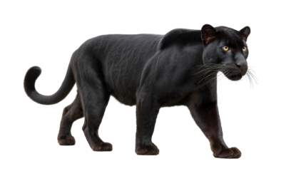 Elegant Silhouette: A panther strides confidently, its sleek, ebony coat a symbol of grace and power. The intensity of its gaze reveals a creature of the wild.