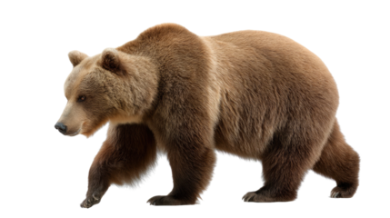 Majestic Grizzly: An imposing grizzly bear, with its rich brown fur and powerful physique, strides confidently, a symbol of wild strength.