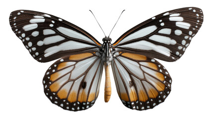 Fototapeta premium Butterfly of vibrant wings: A close-up view showcasing the intricate patterns and beauty of a butterfly's wings, bringing to life its delicate beauty and vibrant colors. 