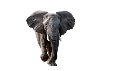Majestic Elephant on the Move: A colossal African elephant strides purposefully forward, its powerful frame and distinctive features a testament to nature's grandeur.
