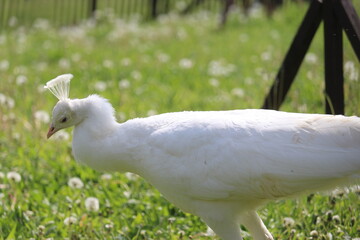 Vogel, Pfau, weiblich, Wiese