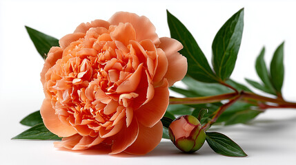 orange peony isolate on white background

