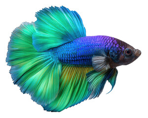 Colorful blue and green betta fish, tropical aquatic animal pet with long tail swimming gracefully. Vibrant siamese fighting fish isolated on transparent background
