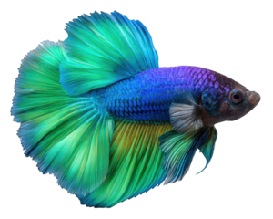 Colorful blue and green betta fish, tropical aquatic animal pet with long tail swimming gracefully. Vibrant siamese fighting fish isolated on transparent background