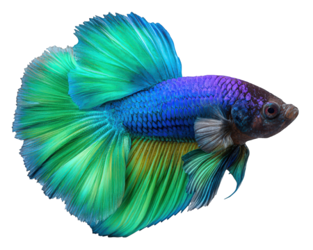 Colorful blue and green betta fish, tropical aquatic animal pet with long tail swimming gracefully. Vibrant siamese fighting fish isolated on transparent background
