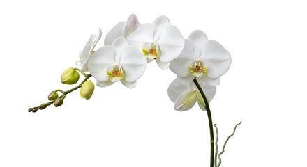 Obraz premium Elegant white orchid blooms on a pure backdrop capturing delicate floral beauty and serenity