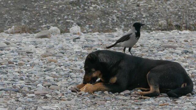 On a grey, rocky shoreline, a stray dog lies gnawing a bone while a hooded crow and two magpies watch from a distance. Overcast coastal scene showing urban wildlife behavior and a gritty, natura