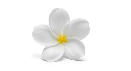 Exquisite simplicity of a pure white plumeria bloom against a pristine background