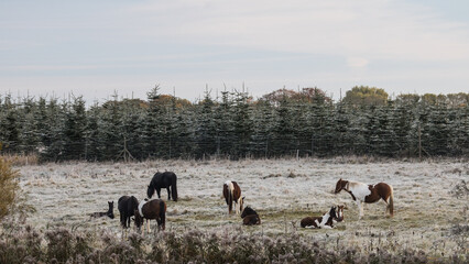 Horses on a frosty meadow