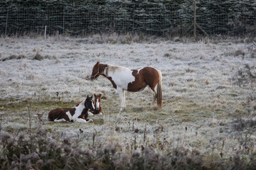 Horses on a frosty meadow