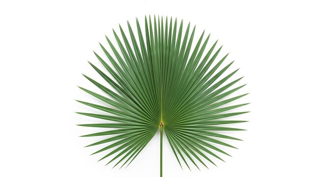 Isolated vibrant green palmetto fan palm leaf on a crisp white background studio shot