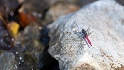 dragonfly on a rock in the forest,  photography of nature