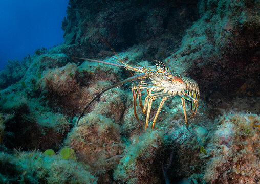Langosta de mar
