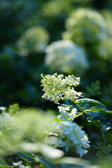 A cluster of small white flowers with green leaves opens towards the light, showing delicate petals...