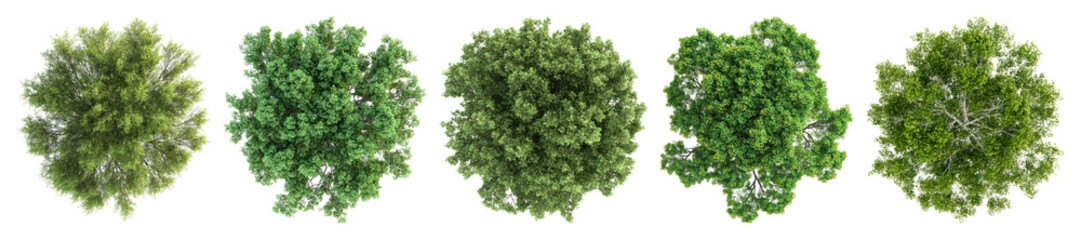 Fototapeta premium Lush green tree tops aerial