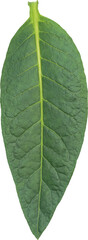 Green tobacco leaves (Nicotiana tabacum) transparent background, Green leaves
