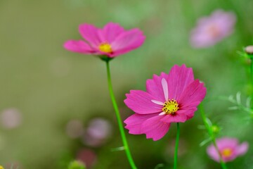 少し変わった花びらのコスモス