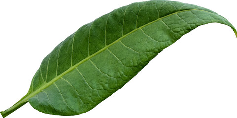 Green tobacco leaves (Nicotiana tabacum) transparent background, Green leaves