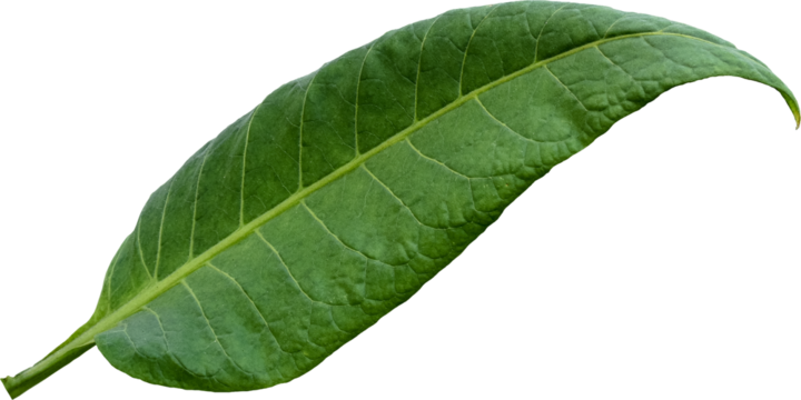 Green tobacco leaves (Nicotiana tabacum) transparent background, Green leaves