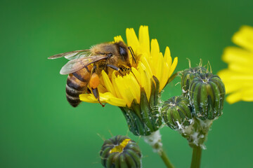 Honigbiene auf El Hierro, Kanarische Inseln - Westliche Honigbiene (Apis mellifera) sammelt Pollen an der gelben Blüte einer Gänsedistel (Sonchus) 