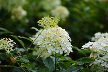 A cluster of white flowers opens its delicate petals against a backdrop of green foliage.