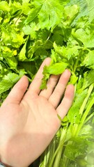 hand holding a green plant