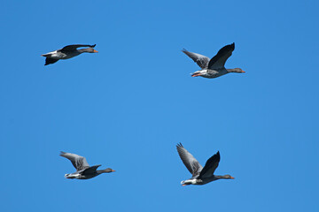 Vier Graugänse in perfekter Formation