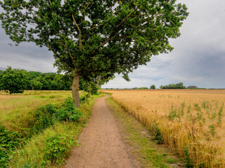 Scenic path through fields in Mogeltonder, Denmark