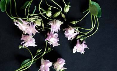 Bright purple and yellow wildflowers arranged on dark background create stunning visual contrast