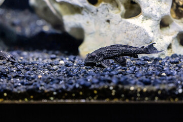Aquatic fish tanks in a fish store