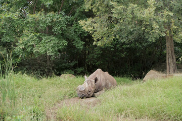 ヒガシクロサイ