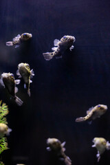 Aquatic fish tanks in a fish store