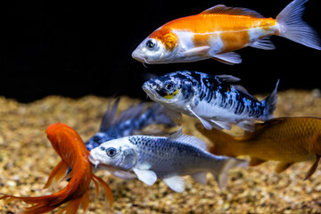 Aquatic fish tanks in a fish store
