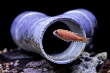 Aquatic fish tanks in a fish store