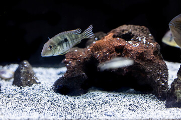 Aquatic fish tanks in a fish store