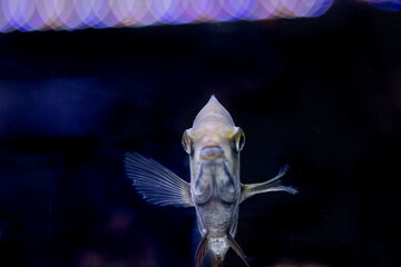 Aquatic fish tanks in a fish store