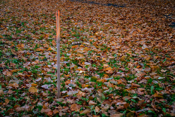 Single wooden stick standing in a field of fallen autumn leaves, symbol of simplicity, solitude and quiet endurance