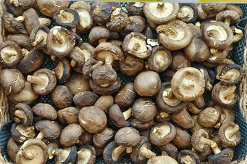 Close-up of fresh shiitake mushrooms with natural texture and earthy brown color, commonly used in Asian cuisine and healthy cooking.