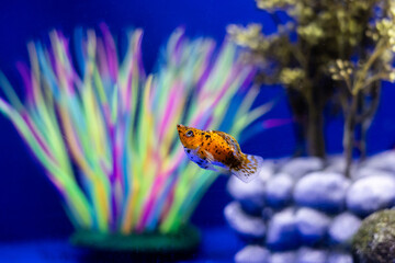 Aquatic fish tanks in a fish store