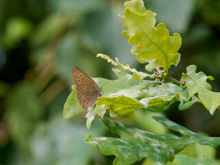 Meadow brown (Maniola jurtina) on green leaves in Marbaek
