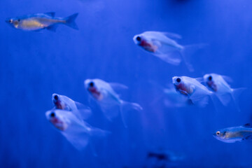 Aquatic fish tanks in a fish store