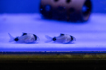 Aquatic fish tanks in a fish store