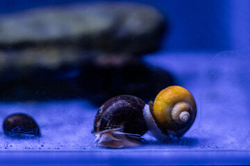 Aquatic fish tanks in a fish store